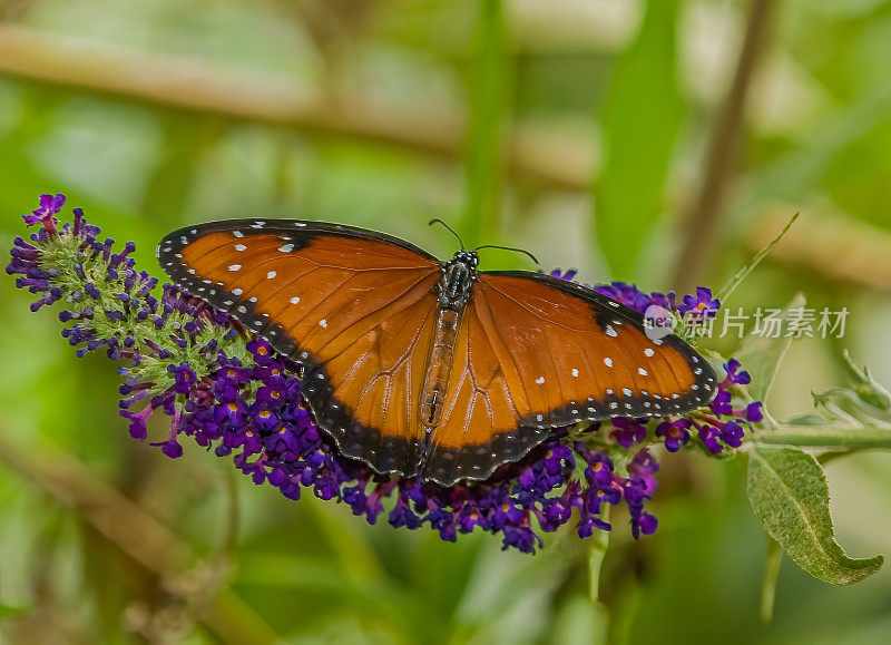 蝶后(Danaus gilippus)是蛱蝶科的一种北美和南美蝴蝶。